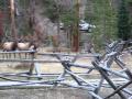 Grand Lake, CO elk rut 4