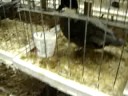 Ducks at the Fair Ducks at the Fair