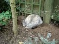 Cute Bunny digs a tidy Hole!