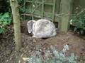 Cute Bunny digs a tidy Hole!