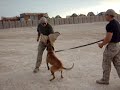 marine vs. dog