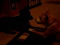 videos de Yoda & Kadence