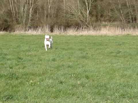 dogue argentin