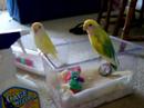 Lovebird Baby Antics