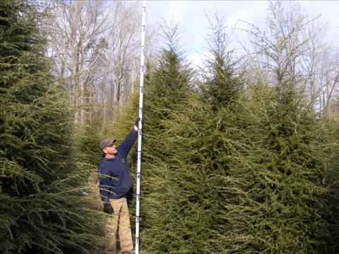 how to replant arborvitae