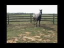 Mystic Moon Dance, 2-year-old Friesian Appaloosa Sporthorse cross filly, sired by Shadowdance Farm's Falcondance (FPS/FSHR) purebred Dutch Friesian stallion, out of Andrews Black Velvet (ApHC) Appaloosa fewspot mare with championship bloodlines top and bottom. Moon is 5'1