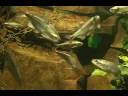 acuario_WMV V9_004.wmv