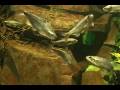 videos de acuario_WMV V9_004.wmv