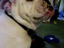 My Dog Ted! My Dog Ted!