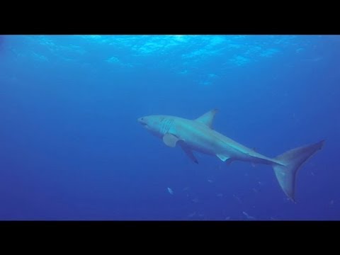 Great White while diving the Duane in Key Largo, Florida with a GoPro HD Hero 3 Black.