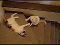 a fight at stairs