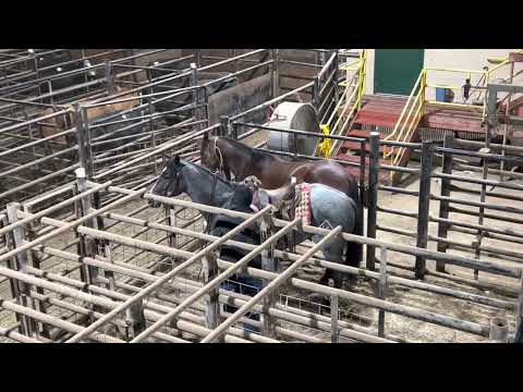 Working cattle at the sale barn
