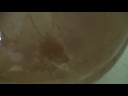 Apfelwein dancing Apfelwein dancing