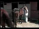 PEMF Therapy for Equine 4 PEMF Therapy for Equine 4