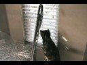 Feline Fascination with Lizards