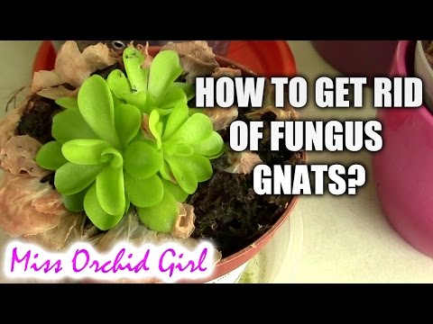 how to get rid fungus gnats