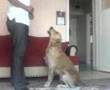 k�pek egitim