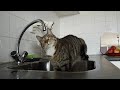Amazing Cat Chasing a Drop of Water