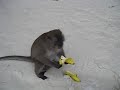 Greedy monkey eating bananas