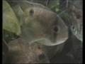 Keyhole cichlid   Maronibuntbarsch  1 1 