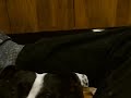 cracker the staffie takin; lib's