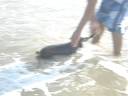 Minha cachorrinha Nana na praia!