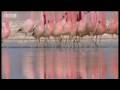 Massive volcanoes & Flamingo colony - Wild South America - BBC