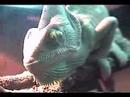 chameleon close up
