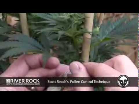 how to collect pollen cannabis