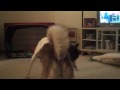 Zoe vs. Lola - Bilimoria 1