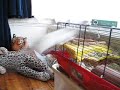 Jumping Gerbil.