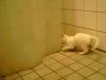 videos de kitten playing in bathroom