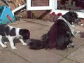 Kleine Münsterländer