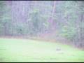 COYOTE KILL WITH 300 WSM BROWNING BALLISTIC TIP, ONE SHOT!!! COYOTE KILL WITH 300 WSM BROWNING BALLISTIC TIP, ONE SHOT!!!