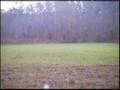 COYOTE KILL WITH 300 WSM BROWNING BALLISTIC TIP, ONE SHOT!!!