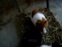 Morski prasici - zamorci - Guinea Pig Morski prasici - zamorci - Guinea Pig