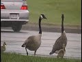 Xing Geese
