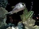 Puffer Fish Eats Puffer Fish Eats
