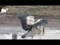 Teri Yaad aa Rahi hai (Bird