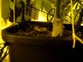 MAZAR Growing indoor