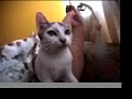 funny cats