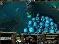 videos de warcraft frozen throne bats vs bats funny