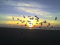 Seagulls Flying at Sunrise