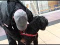 Seeing Eye Dogs
