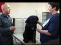 Seeing-Eye-Dogs