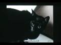 videos de Lendas Urbanas - Gato Preto parte 1