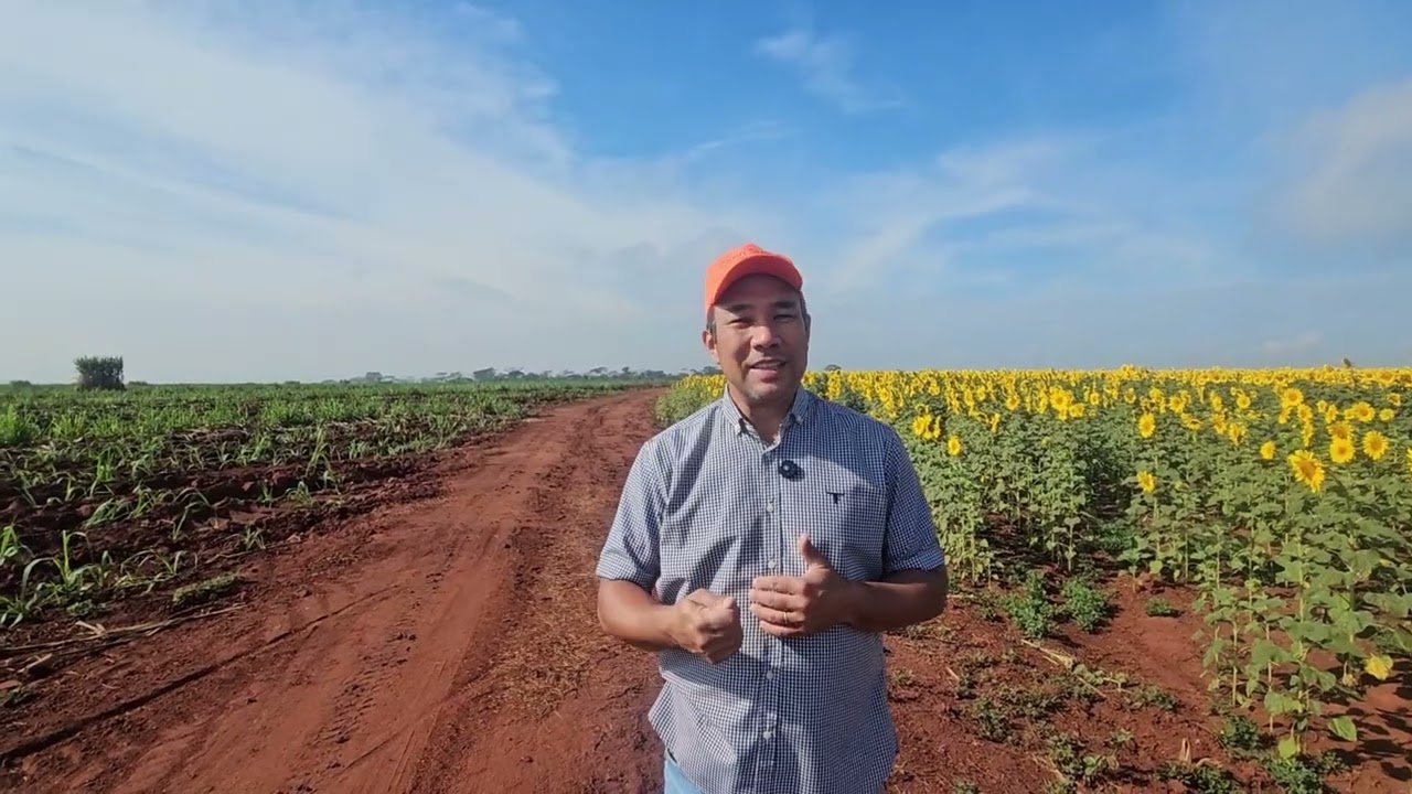 Produtor de Jaboticabal aposta na rotação de culturas e colhe três safras em 17 meses
