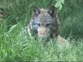 Meute de loups à Sainte-Croix