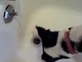 my funny dog and water