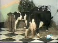 Vacas Holstein...www.cituofbucara.blogspot.com Vacas Holstein...www.cituofbucara.blogspot.com